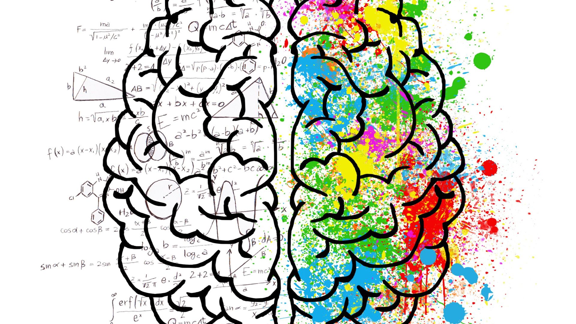 Disegno delle due aree del cervello umano